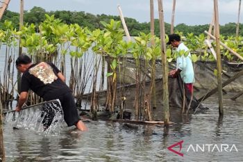 Pertamina lakukan rehabilitasi mangrove di Benoa Bali