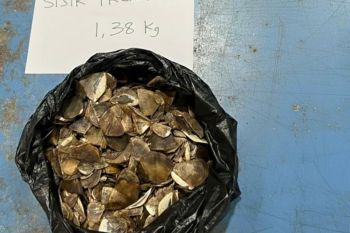 Govt thwarts 1.38 kg pangolin scale illegal trade in West Kalimantan