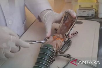 BKHIT Maluku lakukan uji laboratorium lobster dan kepiting antisipasi virus bintik putih