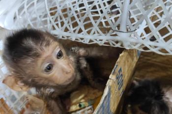 Karantina Lampung gagalkan perdagangan satwa liar tanpa dokumen di Bakauheni