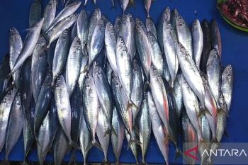 Inflasi sekitar IKN melonjak, catatan BI