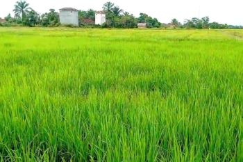 Pupuk organik limbah sawit diklaim bikin padi di Desa Bapeang lebih subur