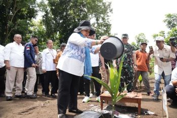 Ketua Komisi IV DPR RI lakukan penanaman kelapa genjah di Sleman