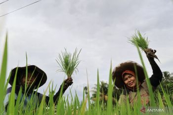 BPS catat nilai tukar petani Sumbar periode Februari capai 124,77