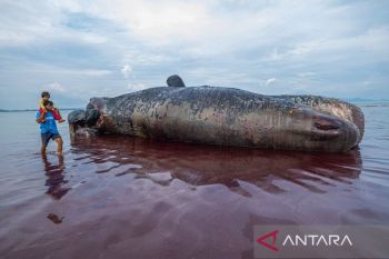 Stranded sperm whale in Kolaka handled with sinking method