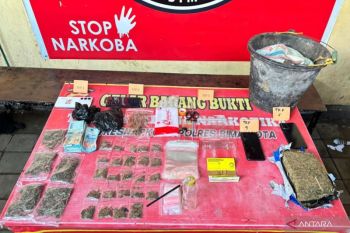 Polres Bima Kota bongkar jaringan narkoba, 526 gram ganja disita dari lima lokasi