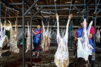 BI tingkatkan kualitas juru sembelih halal dukung ekonomi syariah