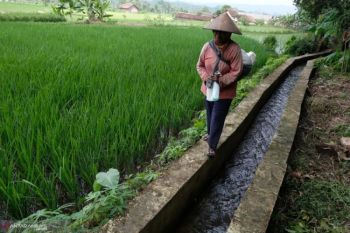 Kementan percepat rehabilitasi irigasi tersier perkuat produksi pangan