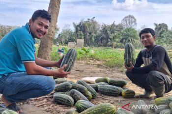 Petani Aceh Tamiang tanam timun suri pulihkan ekonomi pascabanjir