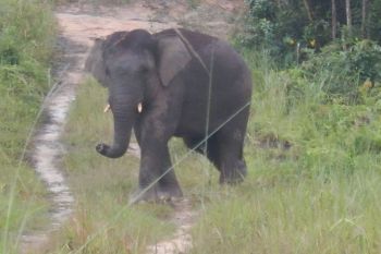 BKSDA Jambi berkolaborasi rencana aksi penyelematan gajah Sumatra