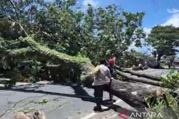 Musim hujan, BRIN minta pemerintah pantau kesehatan pohon di jalan