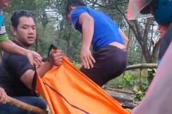 Tiga orang tewas tertimpa pohon tumbang di Batang