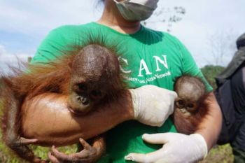 BKSDA Kaltim bersama CAN selamatkan orangutan dan bayi kembarnya