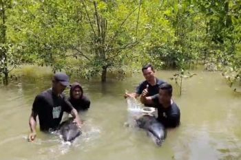 Warga evakuasi dua lumba-lumba terdampar di Aceh Tamiang