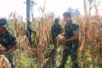 TNI dan petani panen raya jagung di Puncu-Kabupaten Kediri