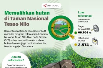 Memulihkan hutan di Taman Nasional Tesso Nilo