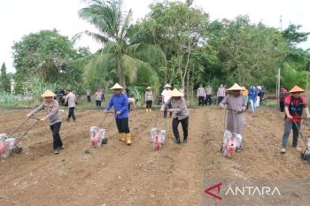 Polres Bangka Selatan tanam jagung dukung swasembada