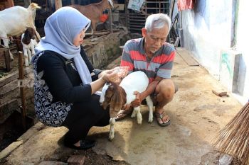 Kota Madiun terus gencarkan pemberian vaksin PMK