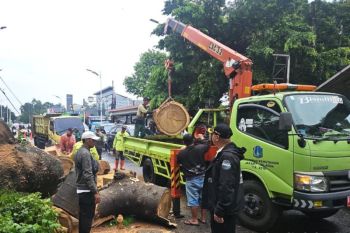 Pemkot Jaksel beri santunan Rp50 juta ke korban pohon tumbang