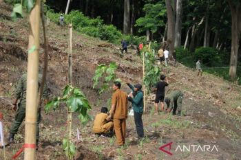 Ketika pohon menyelamatkan pulau