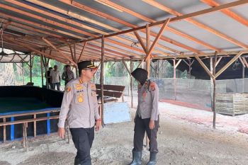 Kapolresta Pangkalpinang pimpin pembongkaran tempat sabung ayam di Semabung