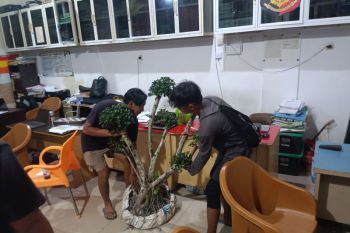 Satreskrim Polresta Pangkalpinang tangkap pencuri bonsai, kerugian korban Rp40 juta