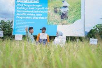 PT Vale panen bersama demplot padi berkelanjutan di Kolaka