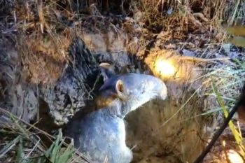 BKSDA evakuasi tapir di kawasan Candi Muarajambi