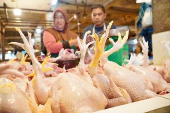 Indonesia ensures stable chicken prices, supply ahead of Eid