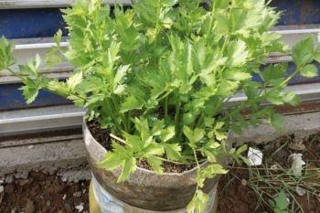 Media sosial jadi referensi utama pelaku swamedikasi