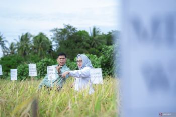 Inovasi sawah Kolaka, panen berulang dari demplot padi berkelanjutan