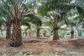 Pabrik sawit di Mukomuko tutup mulai Selasa