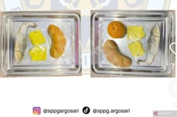 Viral MBG bandeng mentah di Bantul, BGN pastikan ikan presto matang