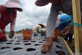 Metode parit bedengan mulsa di balik perjuangan petani bawang merah