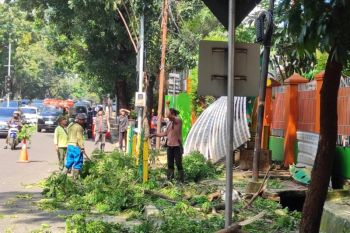 Petugas evakuasi pohon tumbang di Jalan Pakubuwono VI Jaksel