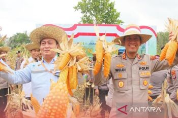 Polres Tapin panen jagung kuartal IV wujud perkuat ketahanan pangan
