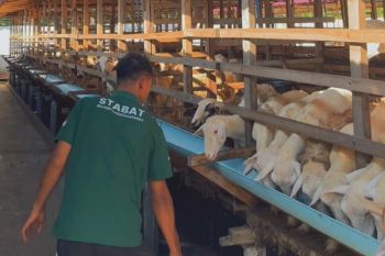 Aliyah Rizq Agriculture - Kerajaan Kejeruan Metar Bilad Deli bersiap sembelih dan bagikan hewan kurban Idul Adha 2026