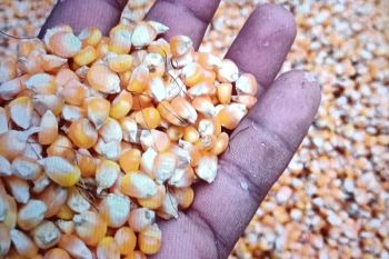 Realisasi penyaluran pupuk subsidi capai 4.831 ton di Pasaman Barat
