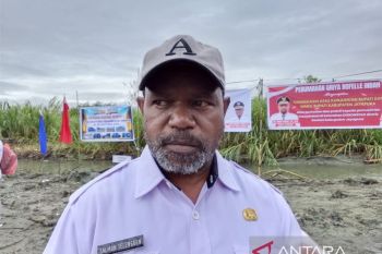 DLH Kabupaten Jayapura lakukan pemangkasan pohon di ruas Jalan Sentani