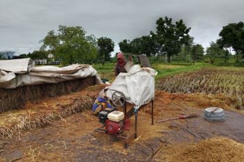 Serapan gabah petani Lombok tengah dipacu capai 20 ribu ton