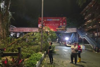 DLH Kota Malang intensifkan perawatan RTH cegah pohon tumbang