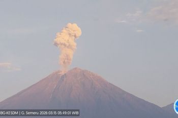 Gunung Semeru 11 kali erupsi dengan tinggi letusan hingga 1.200 meter pada Minggu pagi