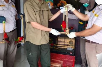 BKSDA Maluku amankan 11 burung paruh bengkok tanpa dokumen di kapal rute Obi-Kendari