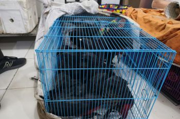 Karantina Papua gagalkan penyeludupan 25 satwa dalam operasi Lebaran