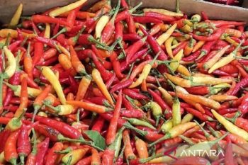 Harga cabai rawit di Jayapura tembus Rp170 ribu per kg jelang Lebaran