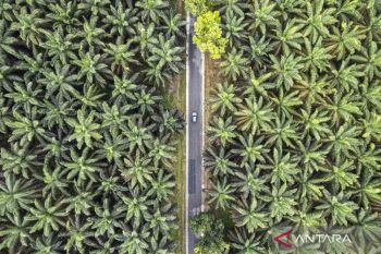 Indonesia pushes cattle-palm integration to cut feed costs