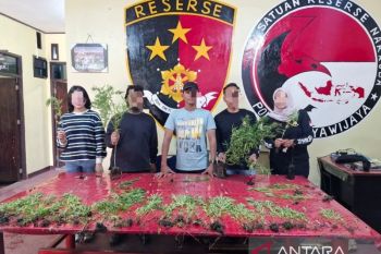 Polres Jayawijaya dalami penemuan 167 pohon ganja di Distrik Hubikiak