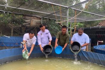Desa mandiri tumbuh lewat budidaya lele berbasis teknologi