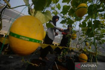 Mendes minta kepala daerah identifikasi potensi desa