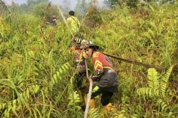 Jaga lahan gambut jelang El Nino kuat